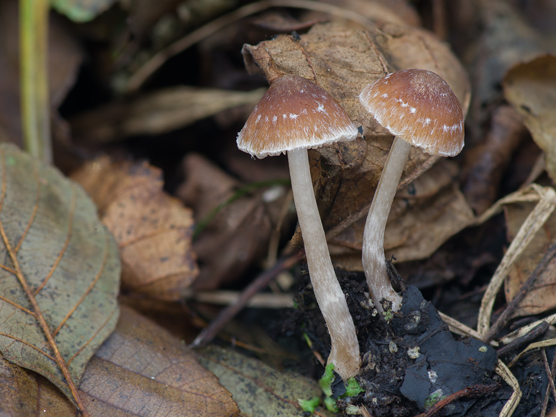 Psathyrella lutensis